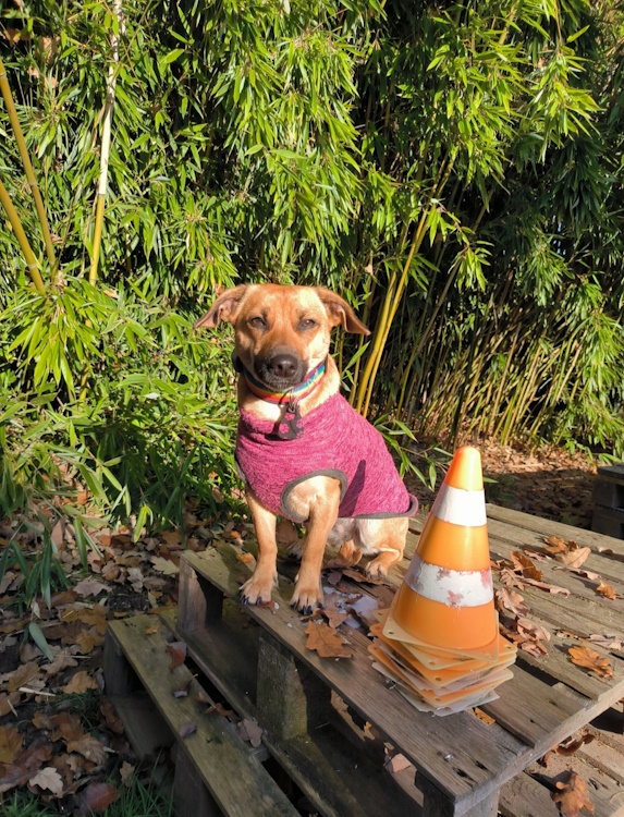 Hundepullover - Image 12