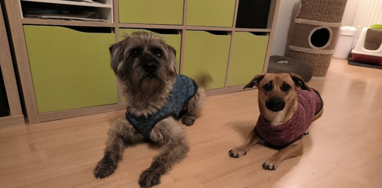 Hundepullover - Image 10