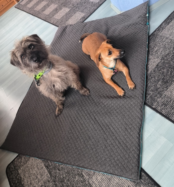 Hundedecke ToGo - Image 4