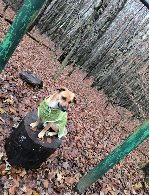 Hundepullover - Image 4