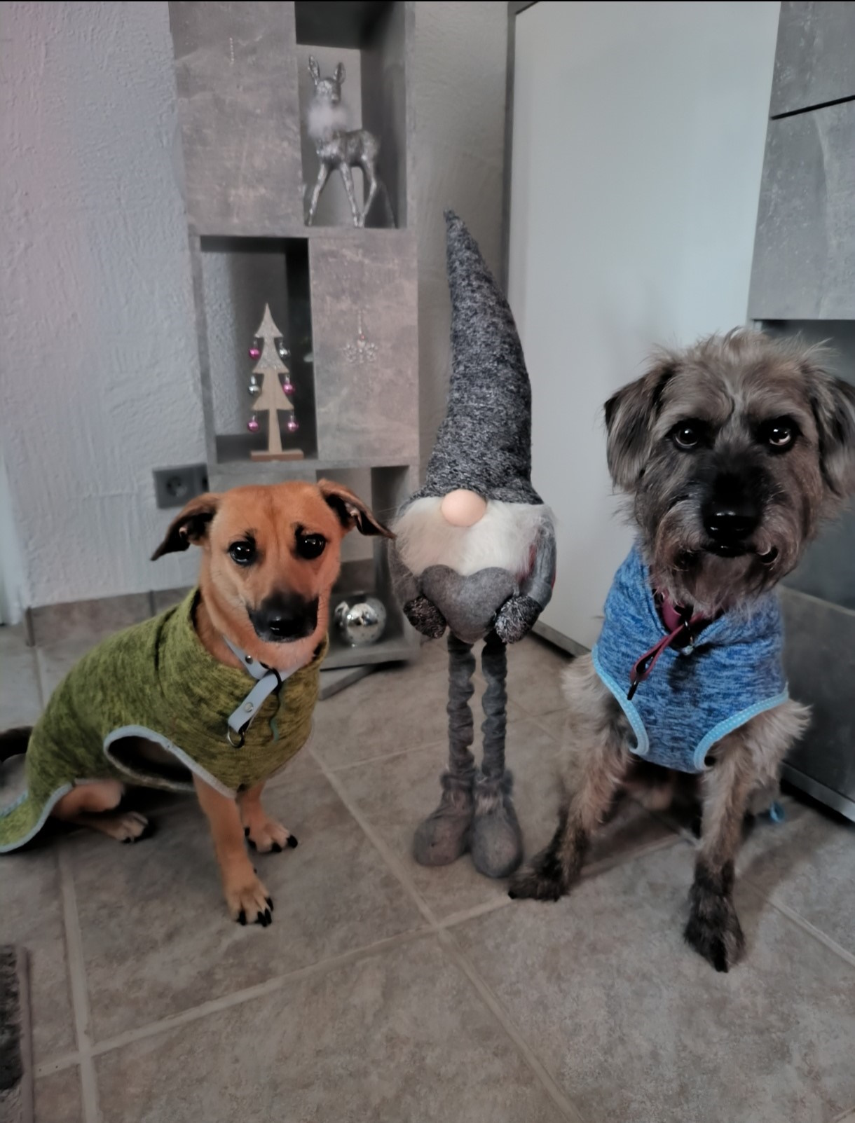 Hundepullover - Image 7