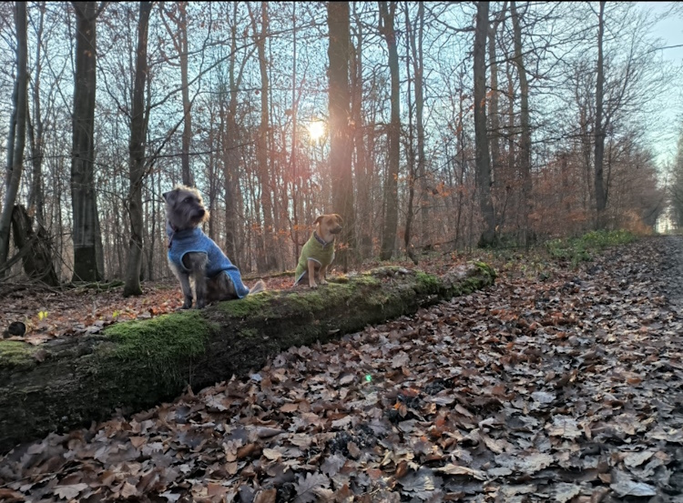 Hundepullover - Image 8
