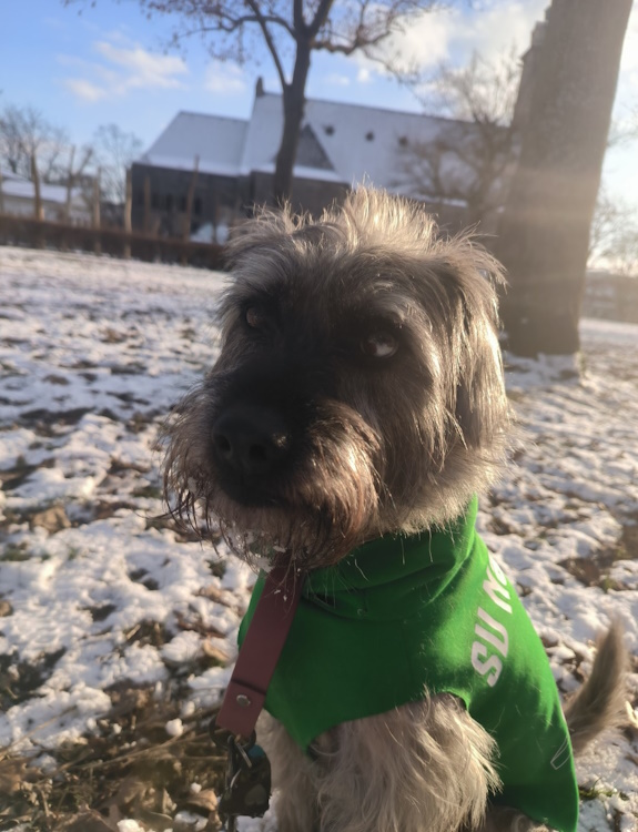 Hundepullover - Image 6