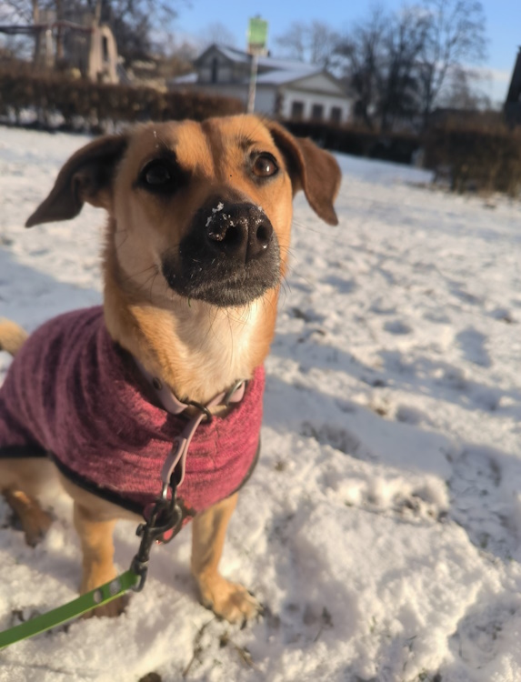 Hundepullover - Image 5